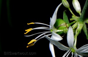 spider plant babies Nikon P100