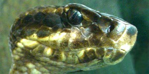 cottonmouth in derickson creek