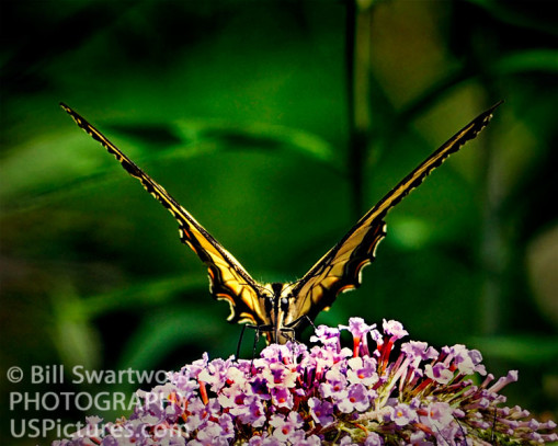 Victory Butterfly Art Photograph