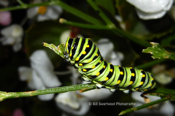 Caterpillar Camouflage