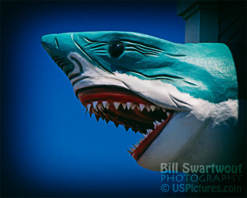 Ocean City Shark Attack