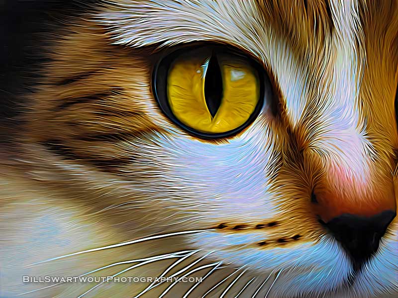 cat's eye expressionism