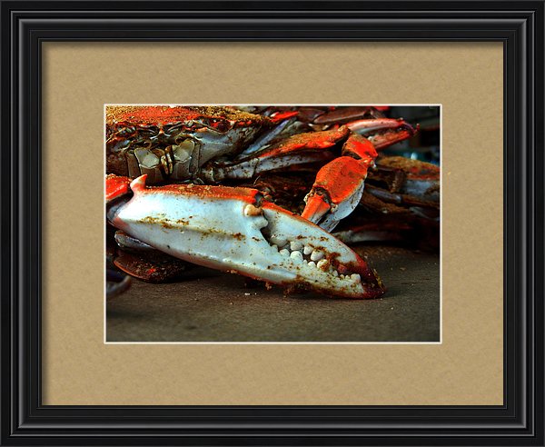 Yum - a Big Crab Claw Image Matted and Framed