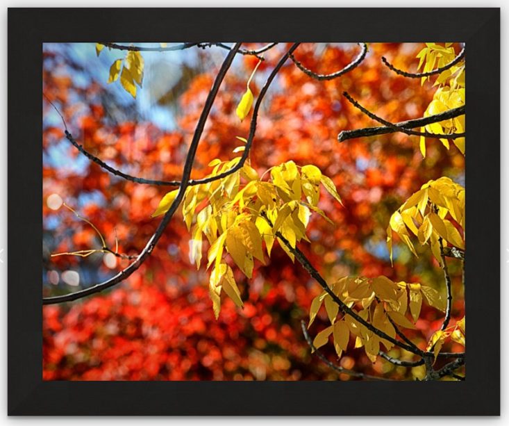 Autumn Leaves in Bar Harbor Framed