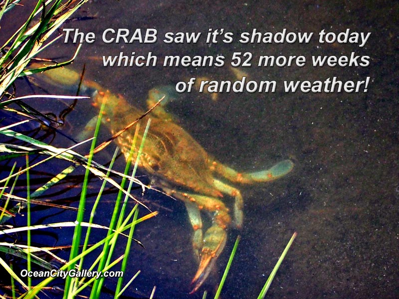chesapeake blue crab predicting the weather