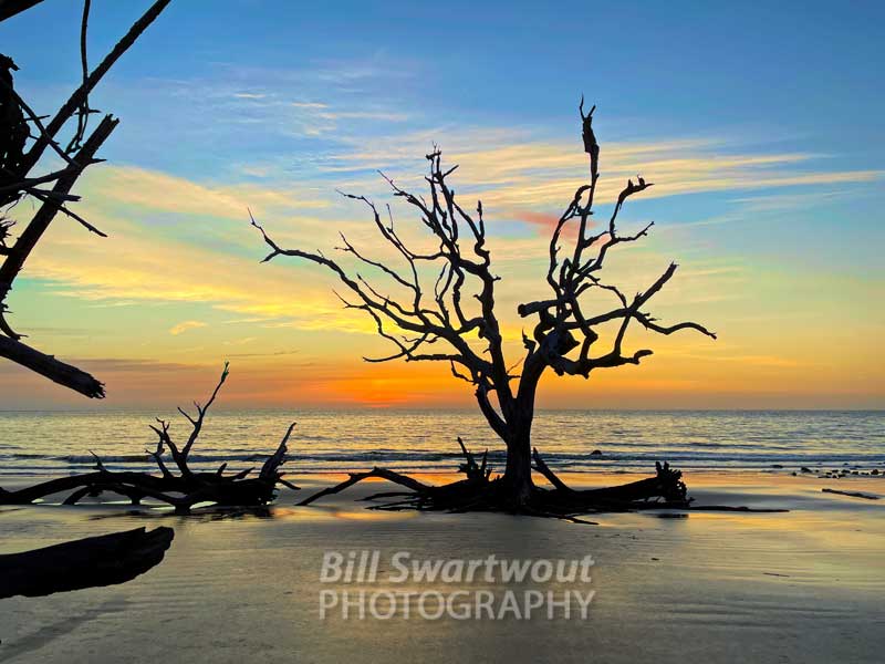 The iconind lone tree on Driftwood Beach at dawn