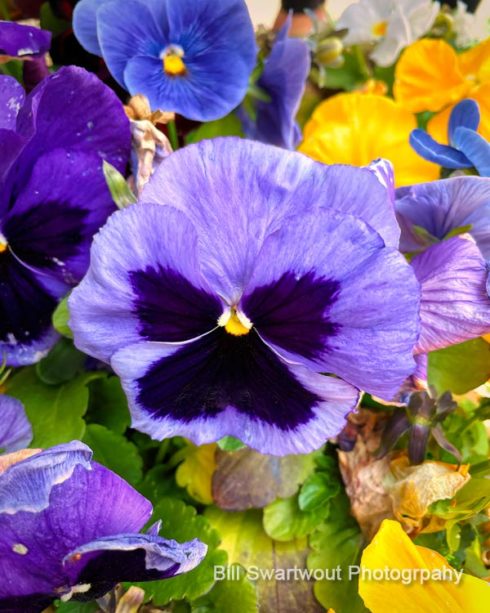 Nancy's blue and purple pansies