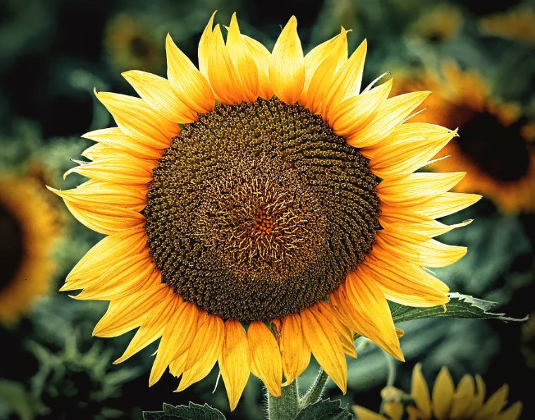 sunflower face in detail