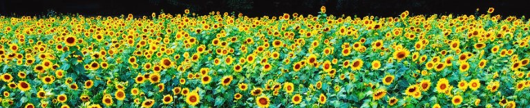 field of sunflowers