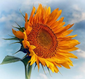 sunflower greeting the morning sun