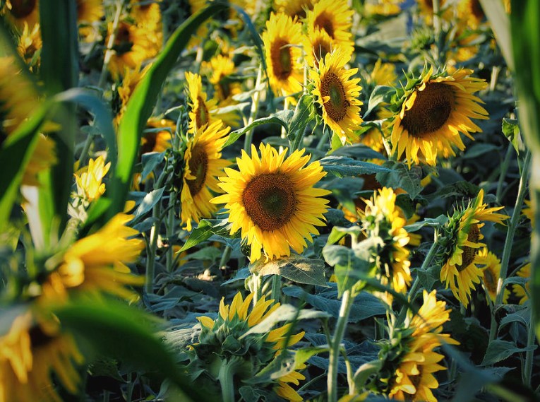 sunflower lost in the crowd