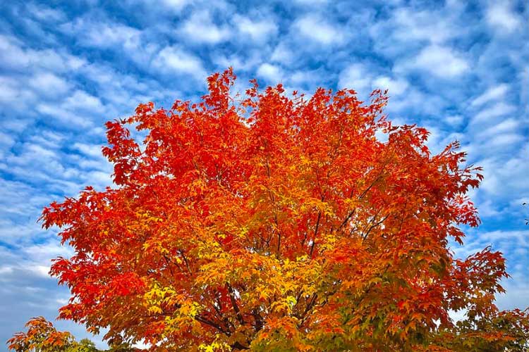 Leaf Peeping in Newton Falls